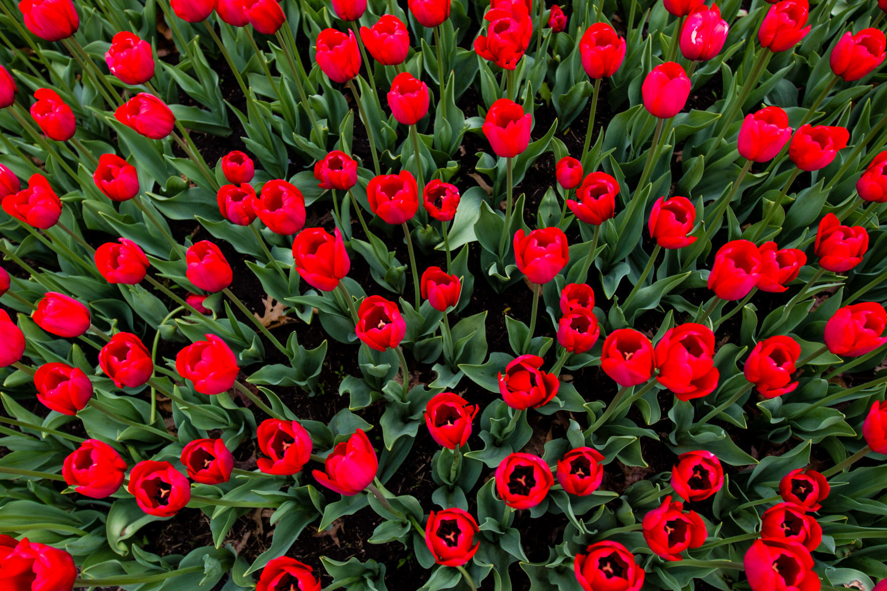 84th ANNUAL TULIP TIME